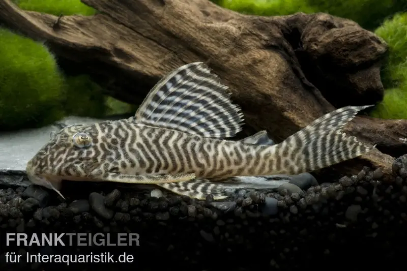 King-Tiger-Harnischwels L66, Hypancistrus spec., ca. 3,0-4,0 cm