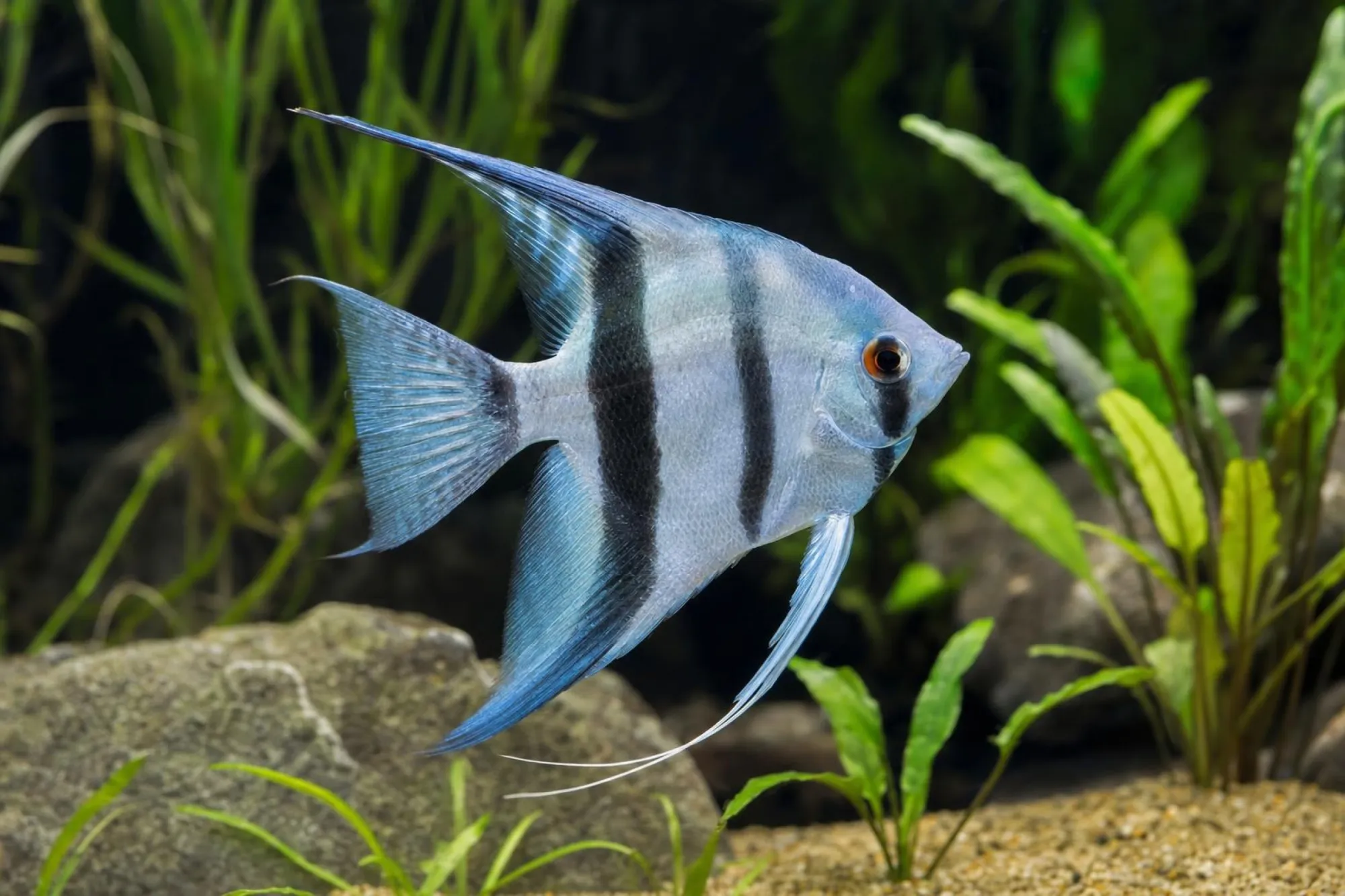 Blauer Schleierskalar, Pterophyllum scalare
