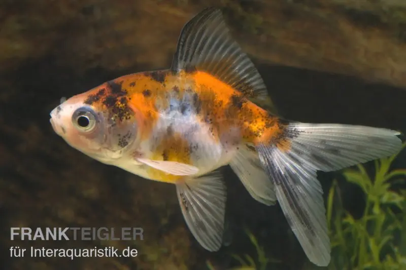 Schleierschwanz Calico, Carassius auratus, 5-8 cm (Kaltwasser)