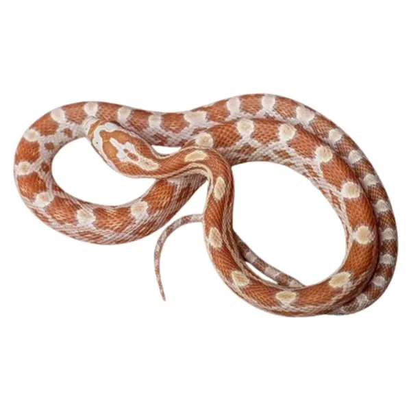 Kornnattern