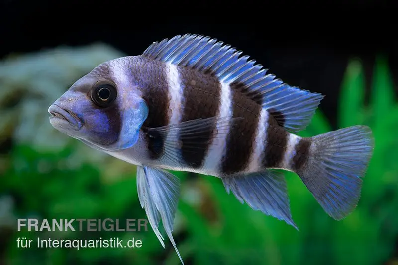 Beulenkopfcichlide Blue Zaire Mboba, Cyphotilapia frontosa Blue Zaire Mboba, 4-5 cm DNZ