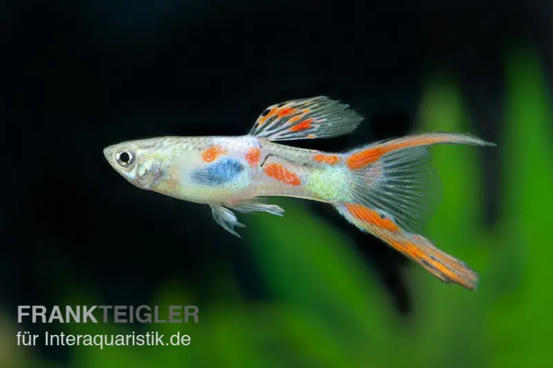 Guppy Doppelschwert, Poecilia reticulata "Gabelschwanz", paarweise