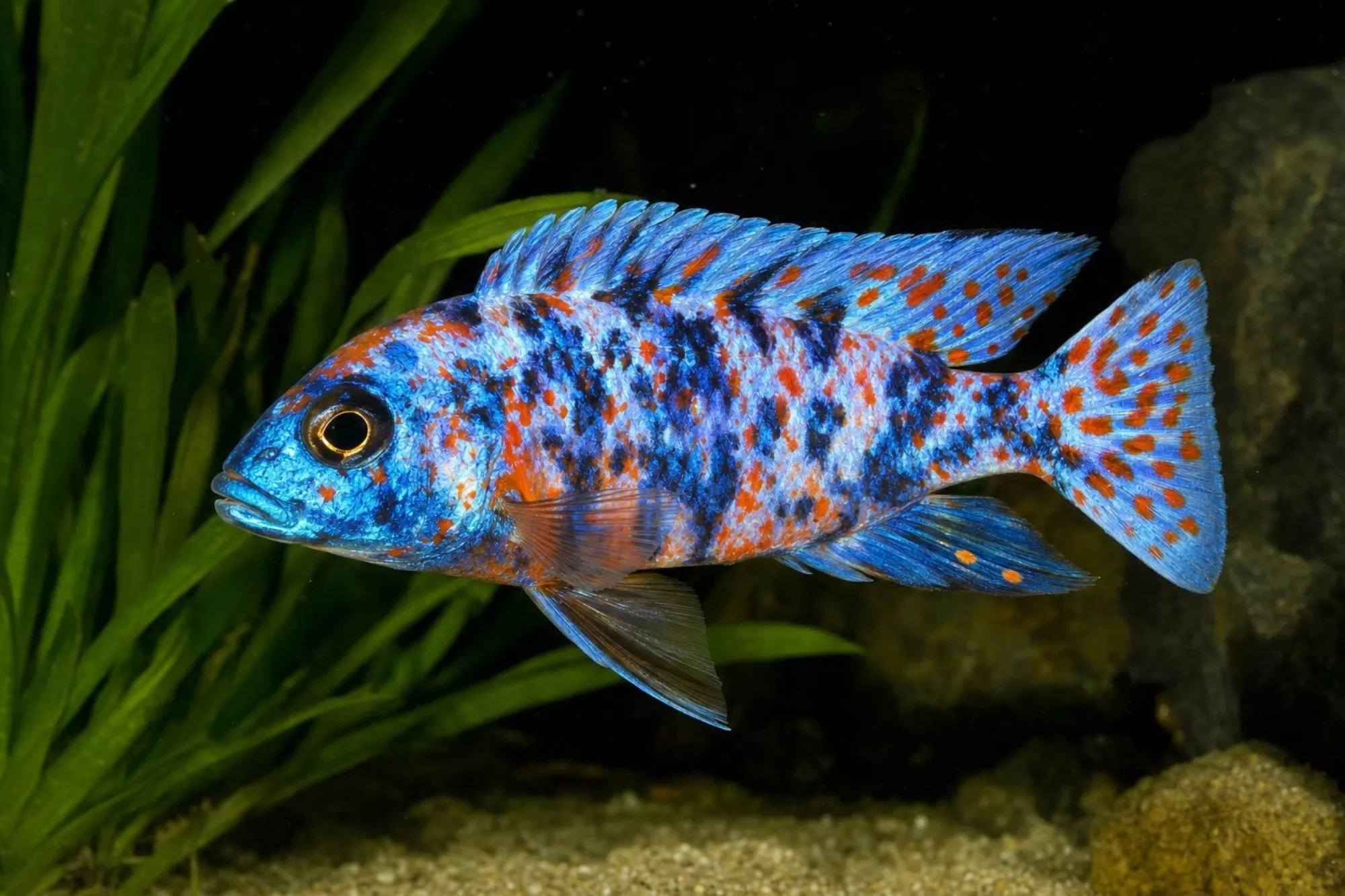 Kaiserbuntbarsch „Marmalade Cat“, Aulonocara sp., ca. 6,0-7,0 cm