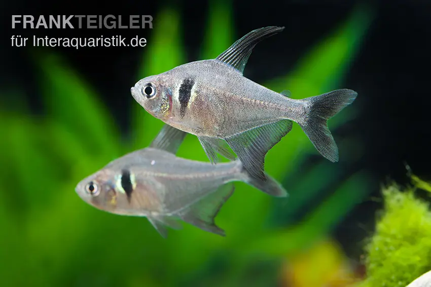 Schwarzer Phantomsalmler, Hyphessobrycon megalopterus, ca. 1,5-2,5 cm