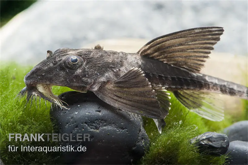 Maulbrütender Harnischwels, Loricaria simillima, 7-8 cm