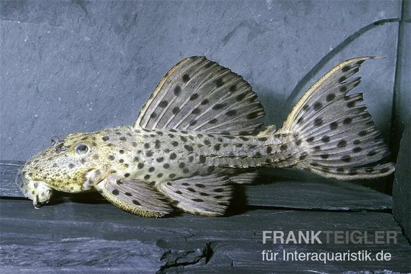 Punktierter Kaktuswels, L160, Pseudacanthicus cf. spinosus, 10-14 cm
