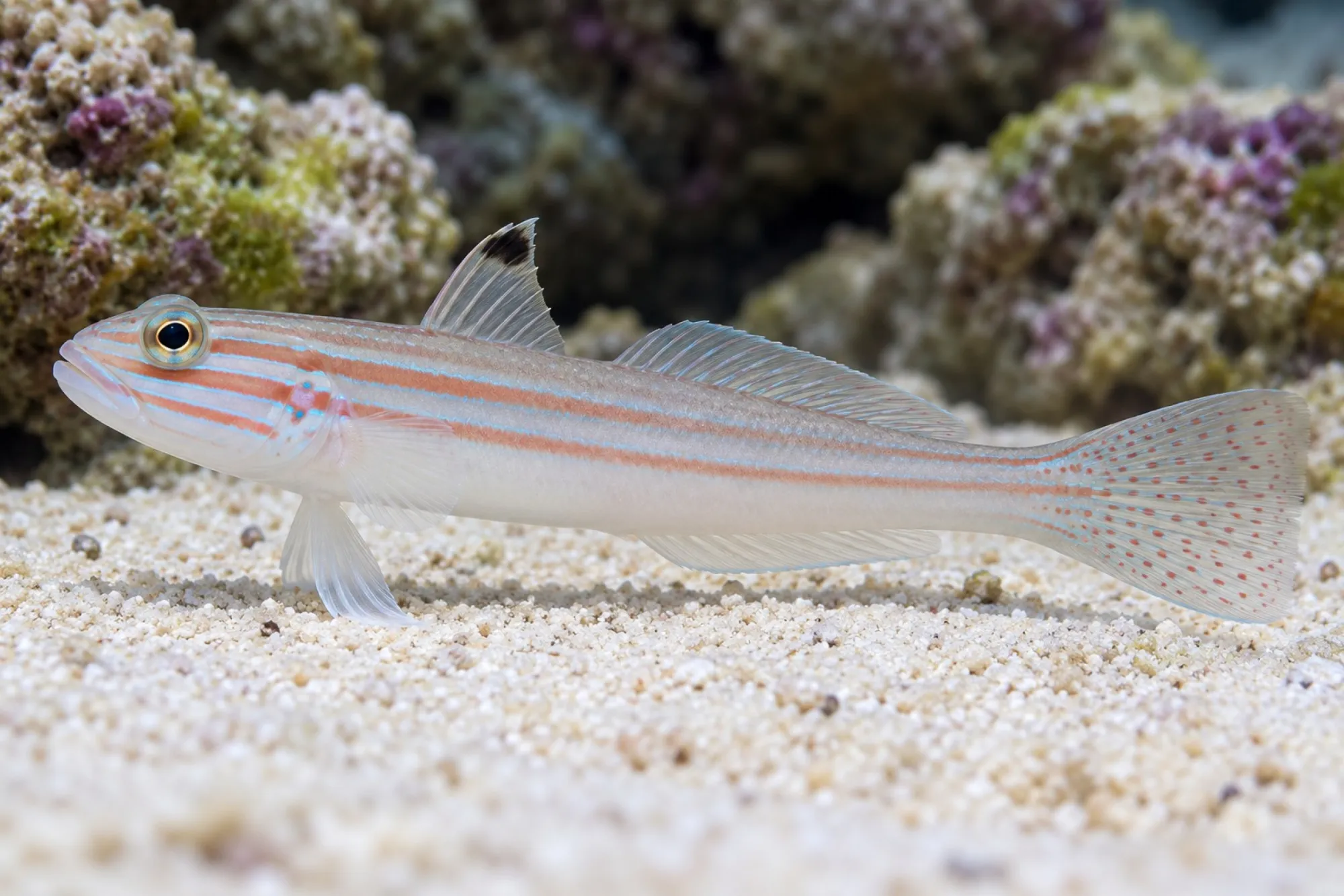 Gemälde Schläfergrundel, Valenciennea muralis
