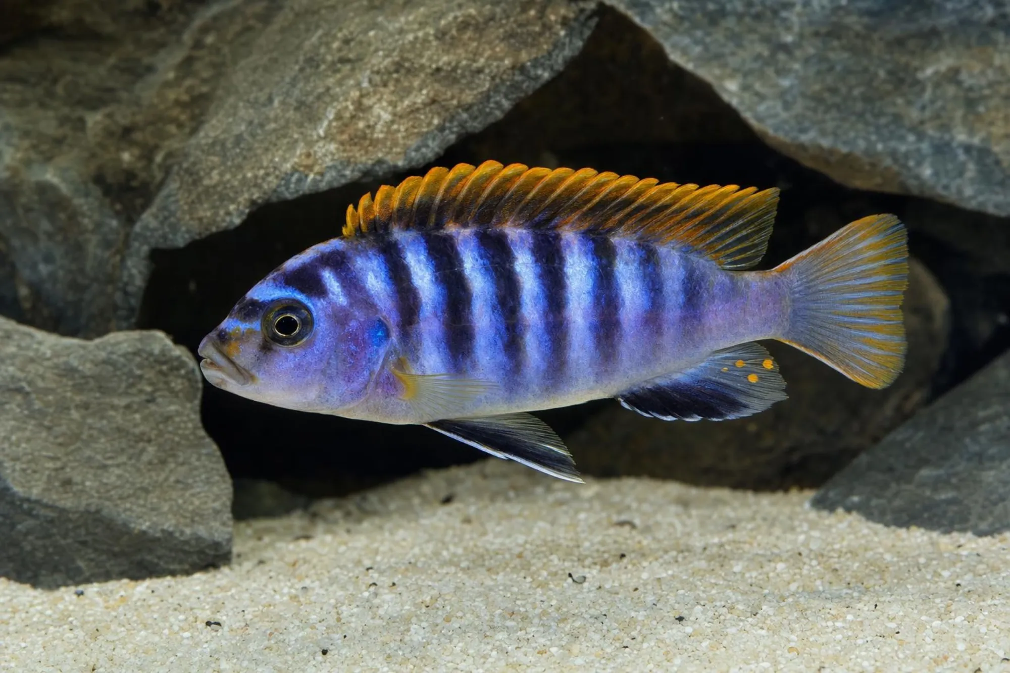 Hongi-Buntbarsch „Super Red“, Labidochromis sp., ca. 4,0-5,0 cm