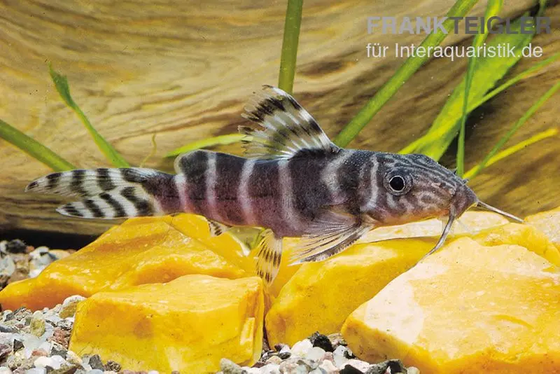 Brichards Fiederbartwels, Synodontis brichardi, 10-12 cm