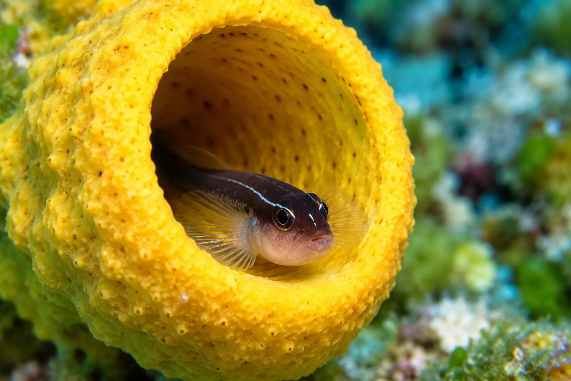 Lori Neonputzergrundel, Elacatinus lori