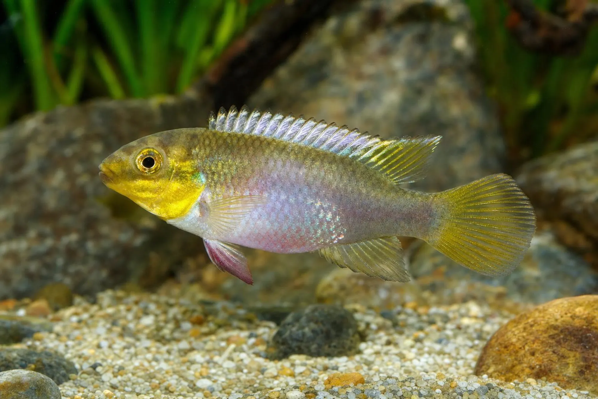 Prachtbuntbarsch „Moulondo“, Pelvicachromis subocellatus