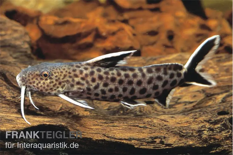 Kuckucks-Fiederbartwels, Synodontis petricola, ca. 5,0-7,0 cm