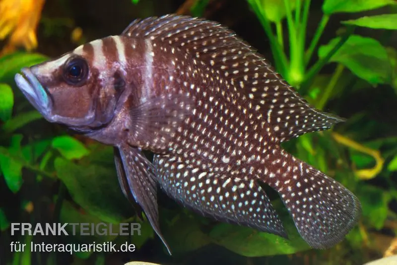 Perlhuhnbuntbarsch „Black“, Altolamprologus calvus, ca. 3,0-4,0 cm