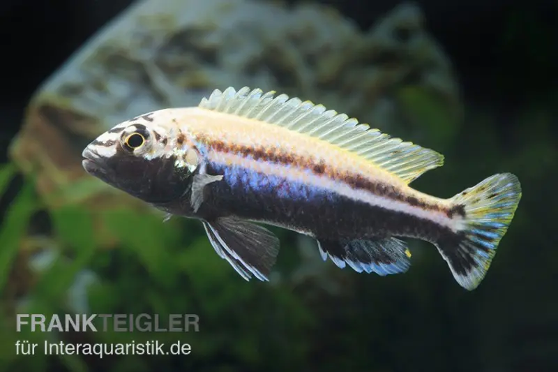 Türkis-Goldbarsch, Melanochromis auratus, DNZ