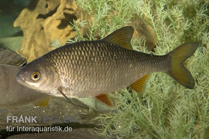 Rotauge, Rutilus rutilus, 10-13 cm (Kaltwasser)