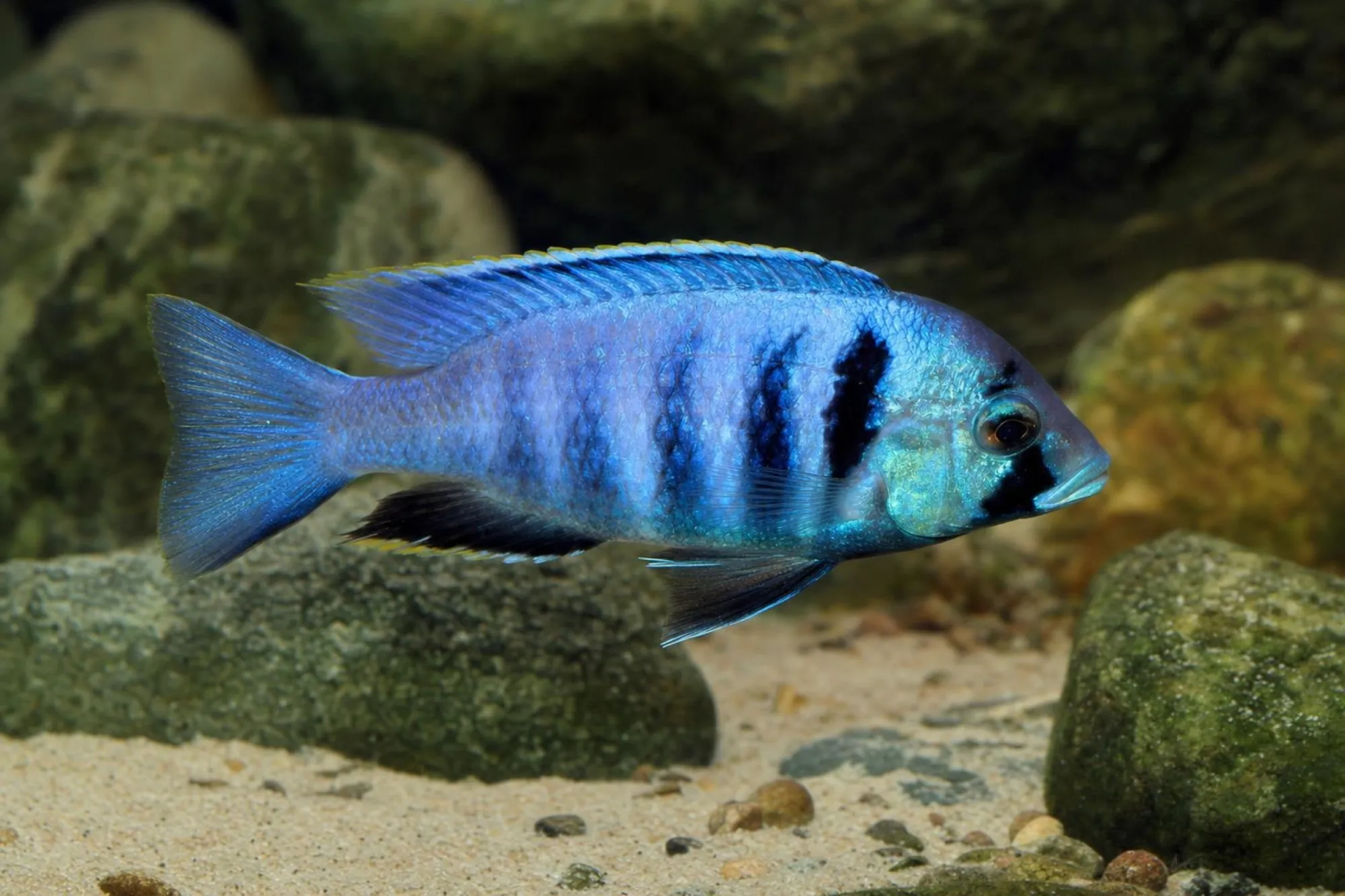 Likomamaulbrüter, Placidochromis electra, ca. 4,0-5,0 cm