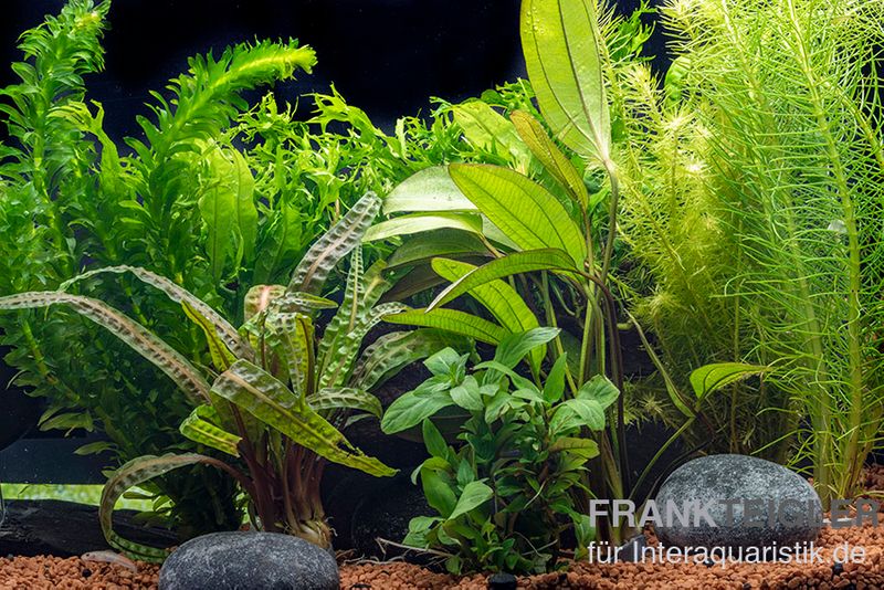 Beispiel eines Aquariumpflanzen-Sets für eine ausgewogene und strukturierte Bepflanzung
