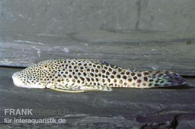 Punktierter Gebirgsharnischwels, L148, L445, Chaetostoma sp. 