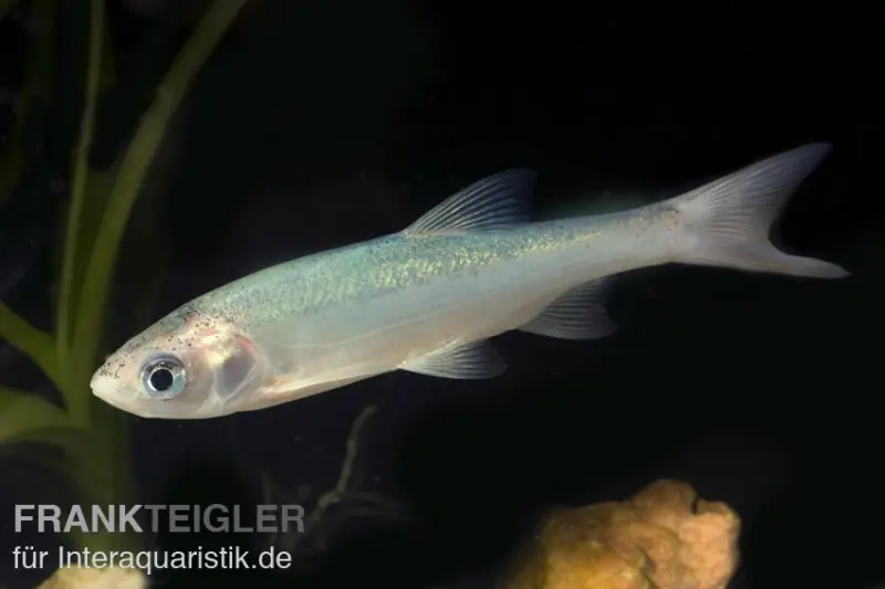 Blaue Orfe, Leuciscus idus, 7-10 cm, DNZ (Kaltwasser)