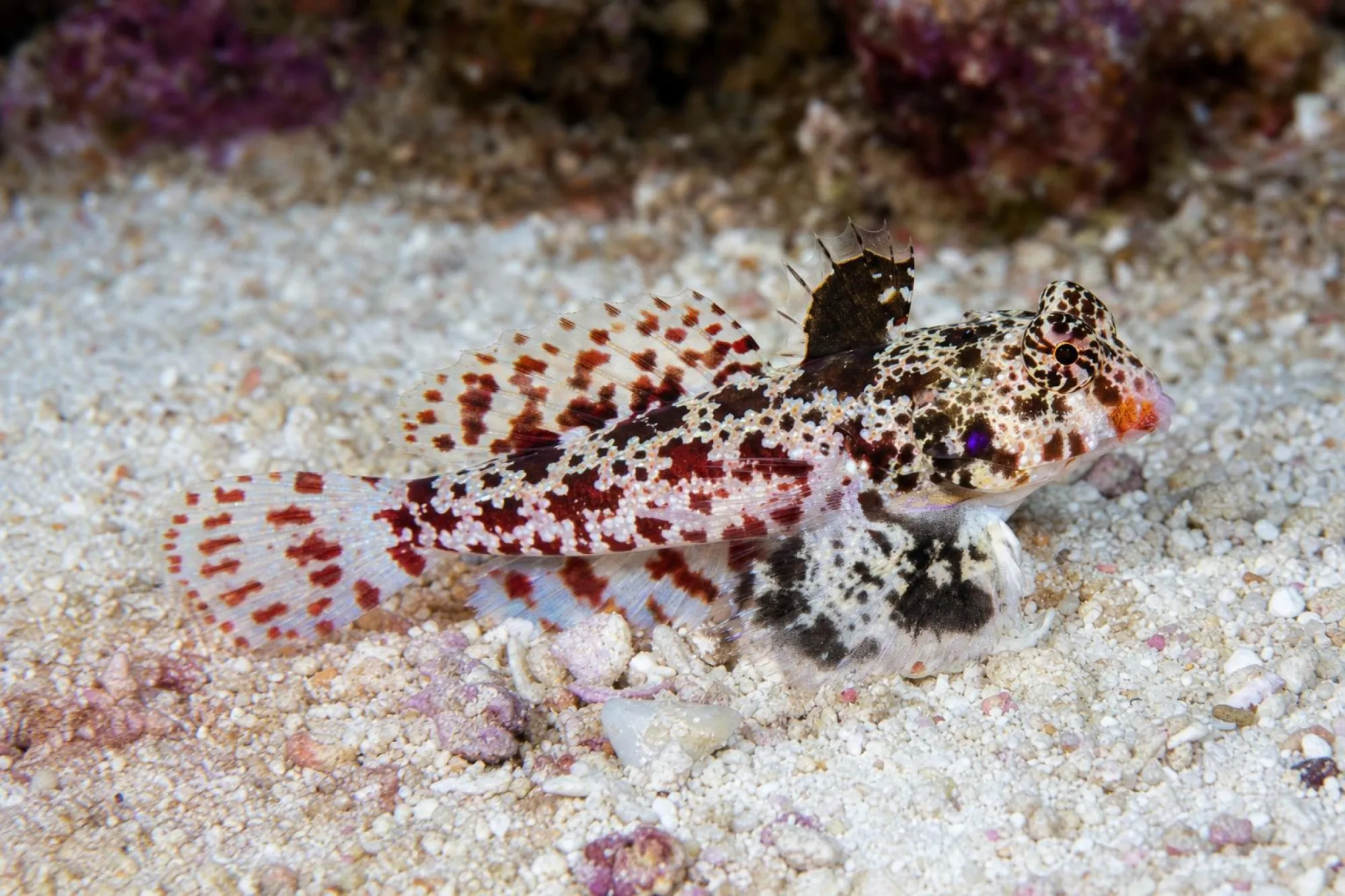 Roter Sternfleck-Leierfisch „Red Scooter“, Synchiropus stellatus