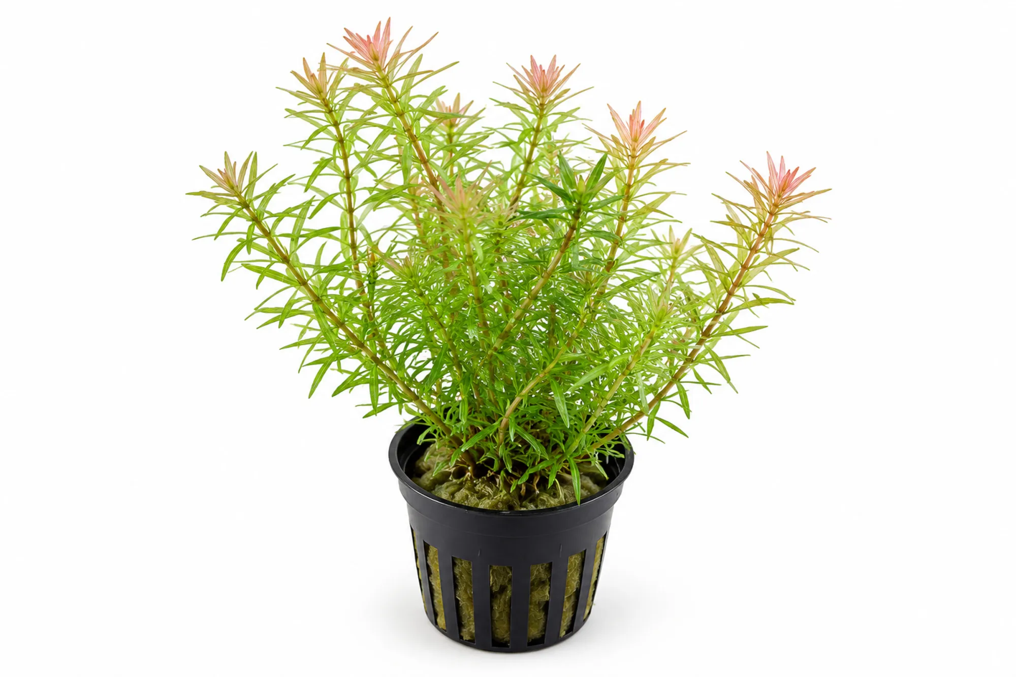 Rotala wallichii im schwarzen Gittertopf mit feinen grünen Blattquirlen und leicht kupferfarbenen Triebspitzen vor weißem Hintergrund.