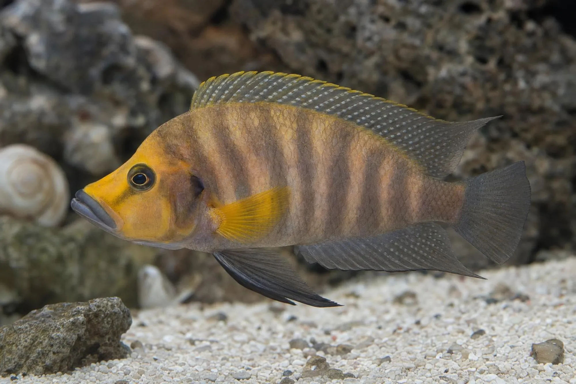 Nanderbuntbarsch „Mandarin Titcha“, Altolamprologus compressiceps, ca. 3,5-4,0 cm