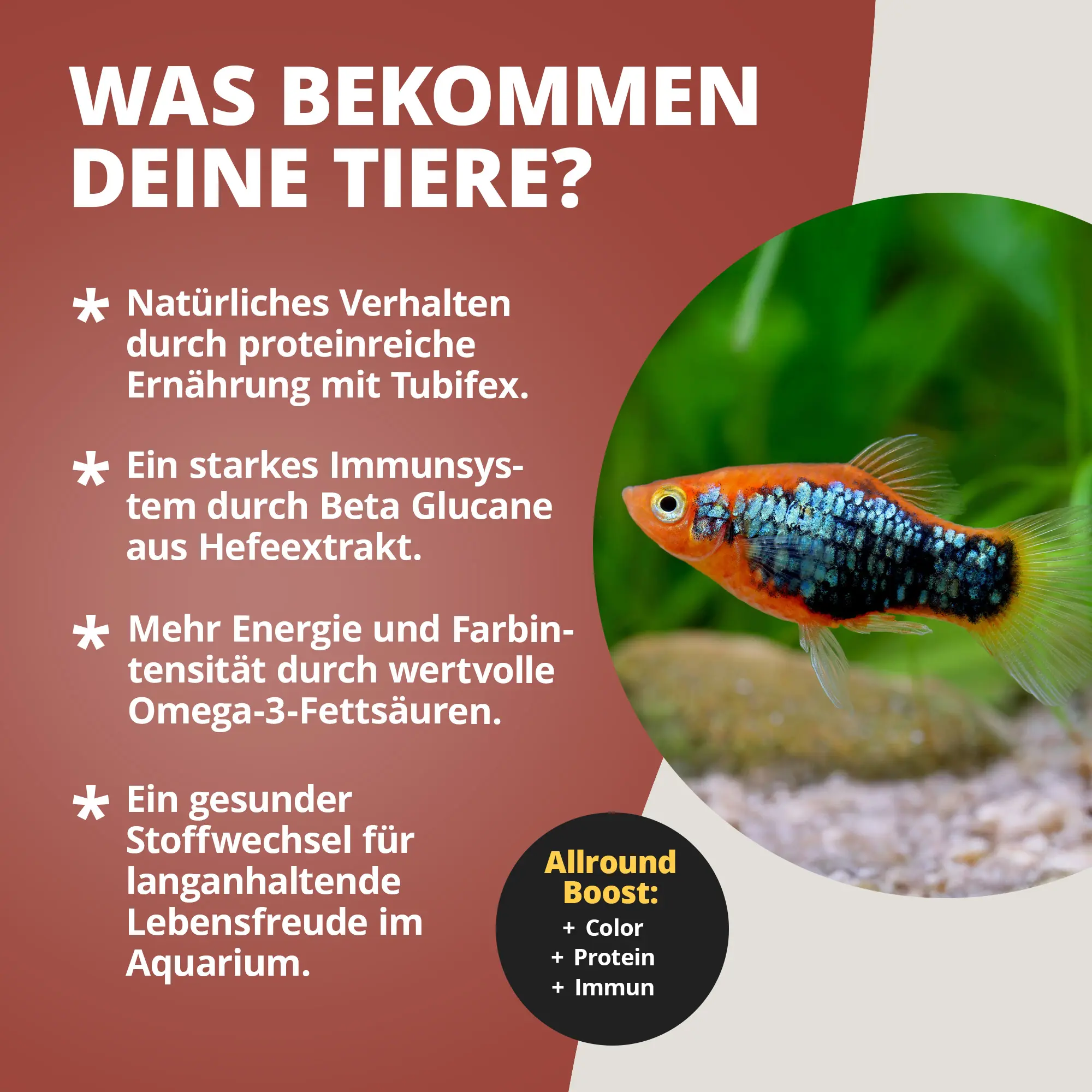 Grafik mit farbenprächtigem Zierfisch und Produkttext: NatureHolic Pure Flakes Tubifex 250 ml – proteinreiches Flockenfutter mit Tubifex, Heringsmehl, Lachsöl und Beta-Glucanen für kräftige Farben, Wachstum und ein starkes Immunsystem