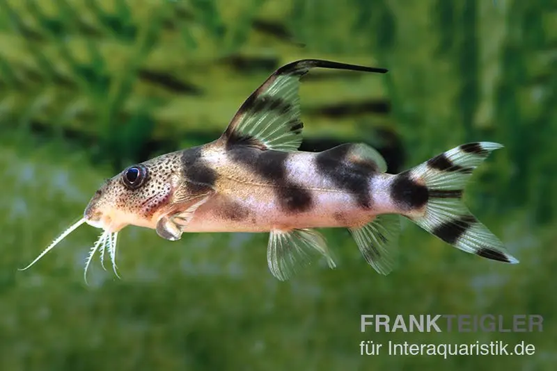 Pracht-Fiederbartwels, Synodontis decorus, 6-8 cm