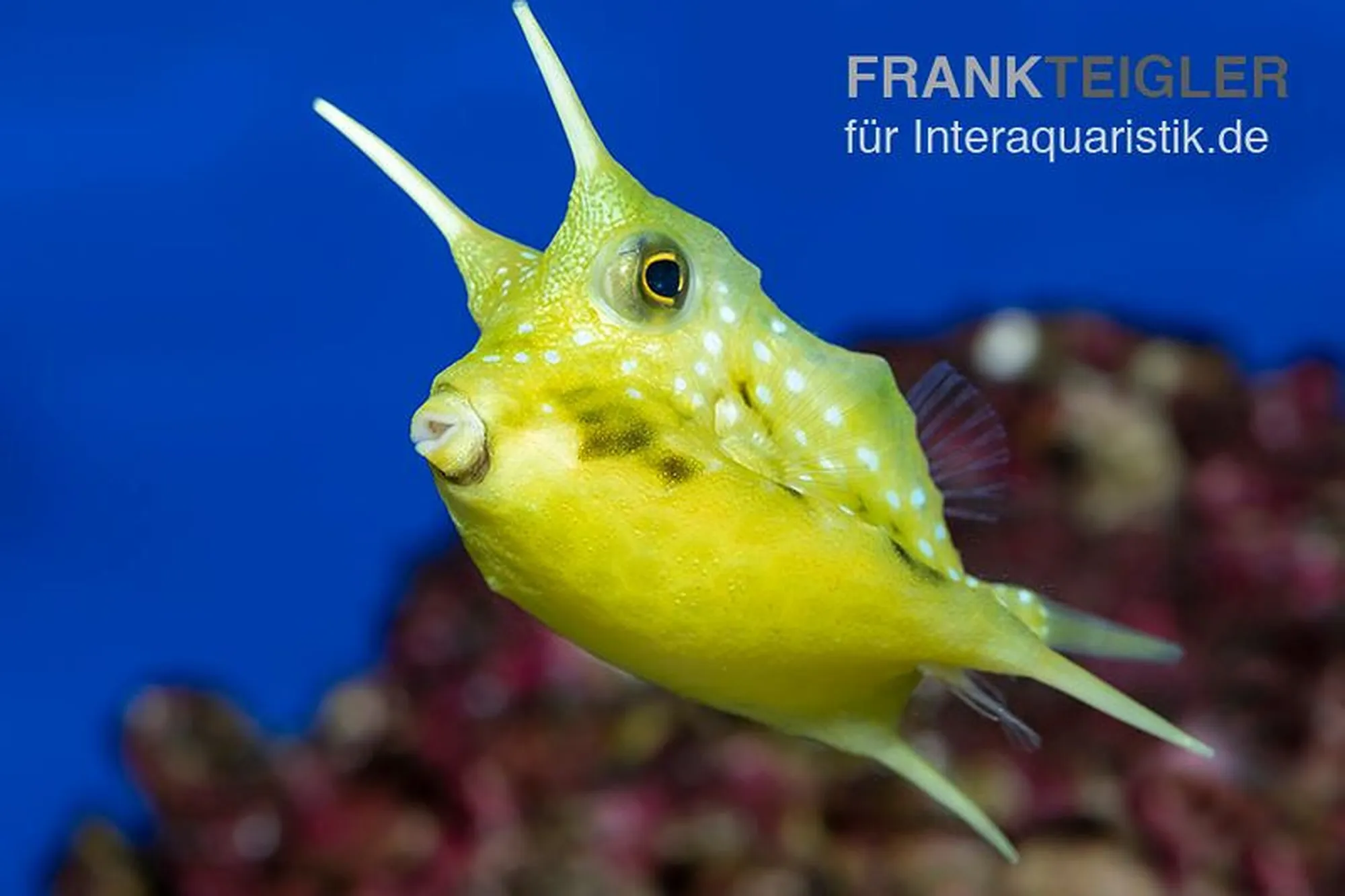 Langhorn-Kofferfisch, Lactoria cornuta, ca. 2,0-3,0 cm