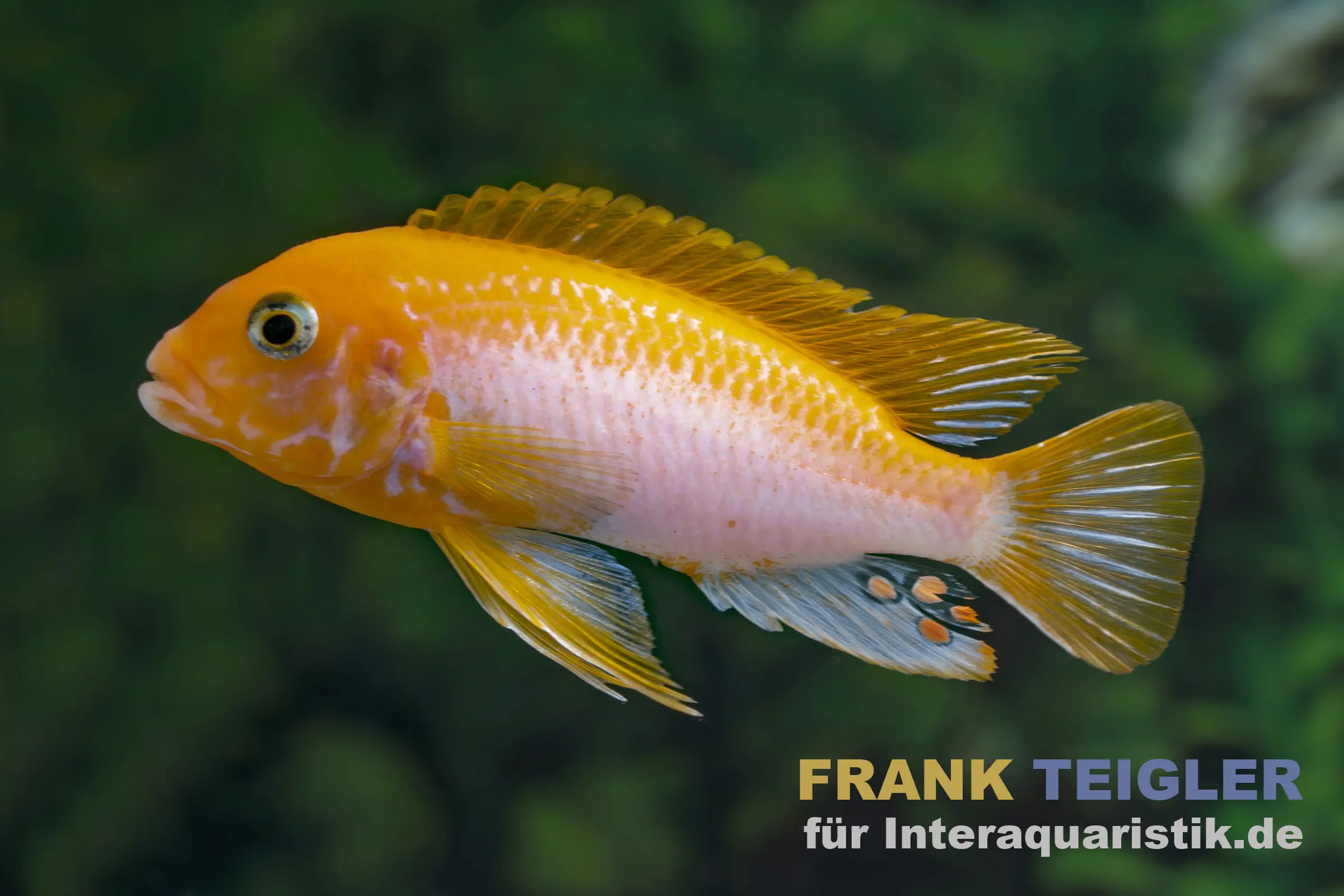 Sunflower-Hongi-Buntbarsch, Labidochromis hongi, ca. 2,5-3,0 cm