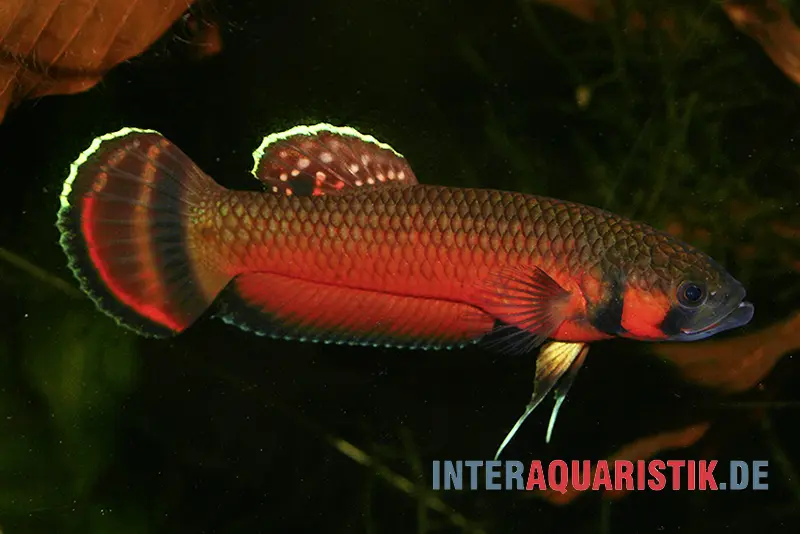 Großmaul-Kampffisch, Betta macrostoma, ca. 5,0-7,0 cm
