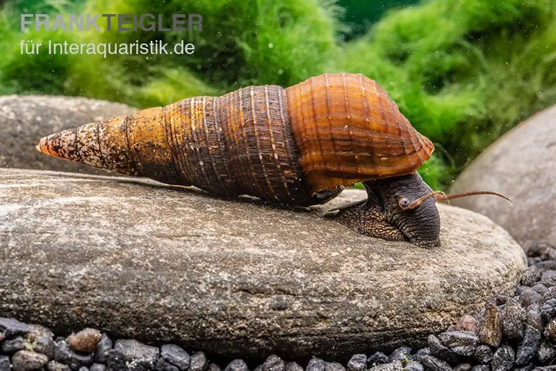 Nero-Turmdeckelschnecke, Tylomelania spec. nero