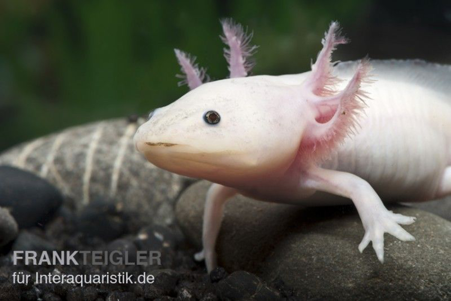 Gesunder Axolotl Weißling