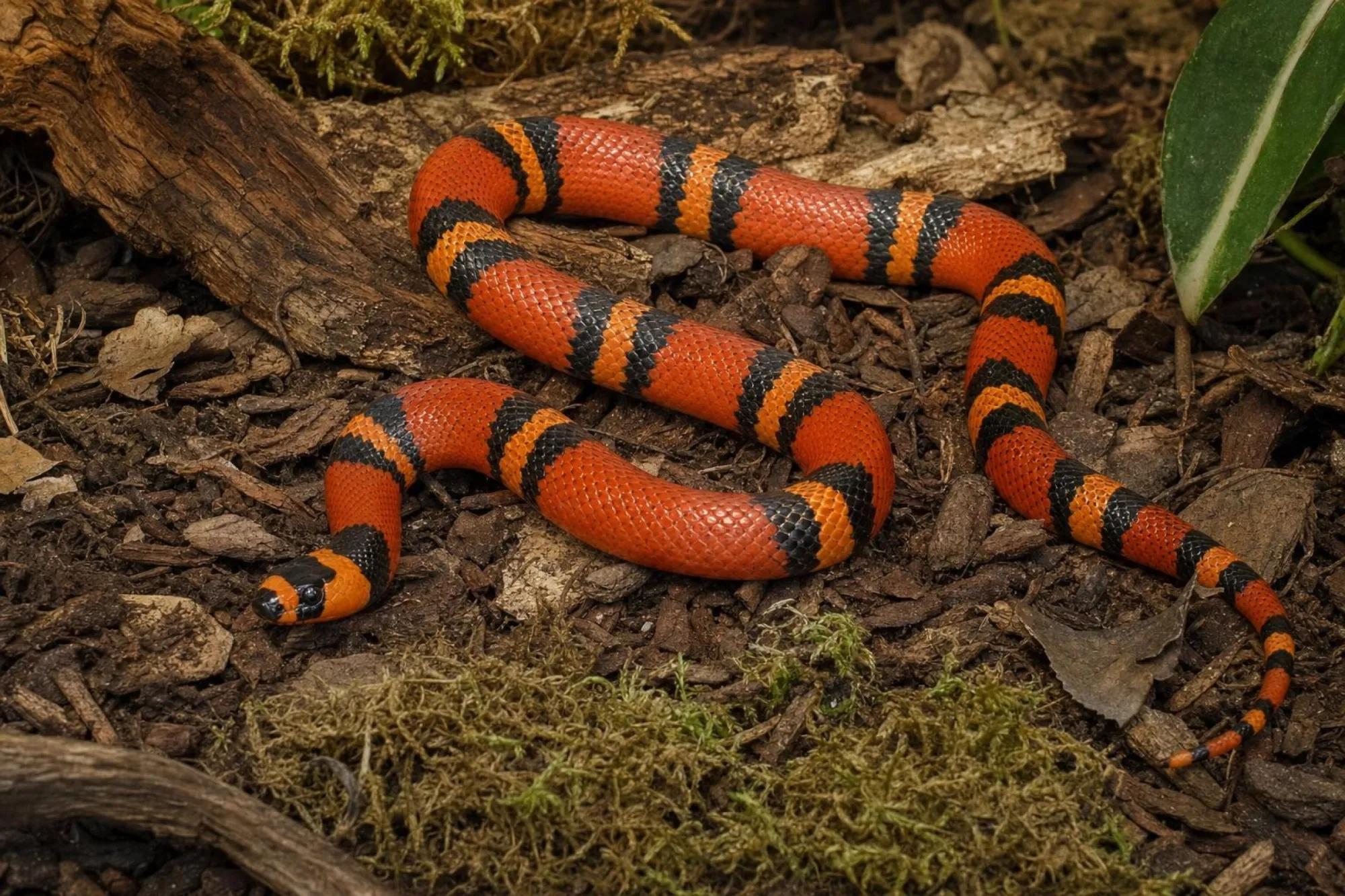 Honduras-Milchschlange „Tangerine“, Lampropeltis triangulum hondurensis