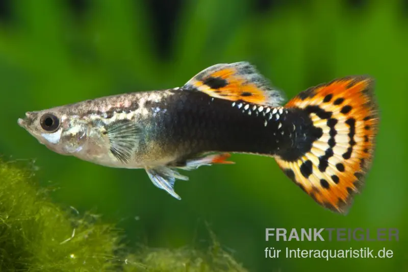 Guppy Dragon Head Tuxedo, Poecilia reticulata, paarweise