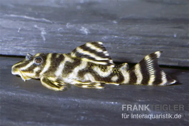 Orinoko-Tigerharnischwels, L199, Hypancistrus furunculus, 5-6 cm