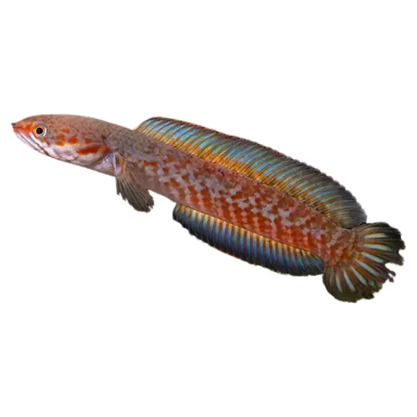 Schlangenköpfe