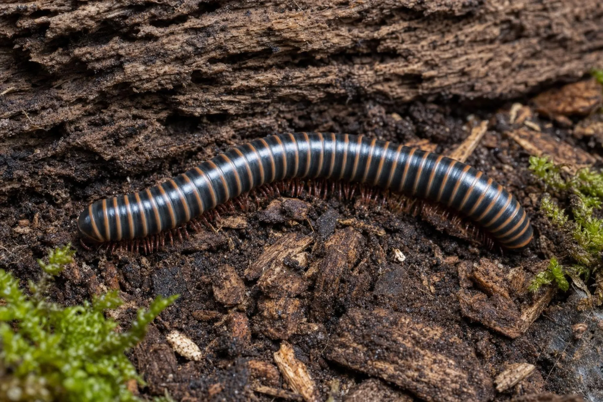 Thailändischer Weißkopf-Tausendfüßer, Coxobolellus albiceps