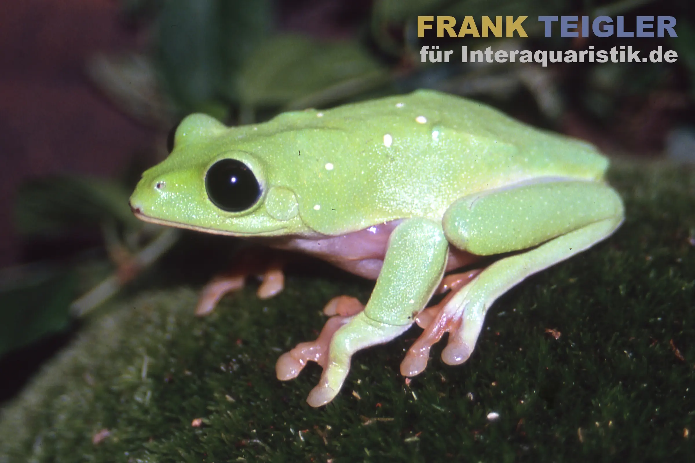 Schwarzaugenlaubfrosch, Agalychnis moreletii