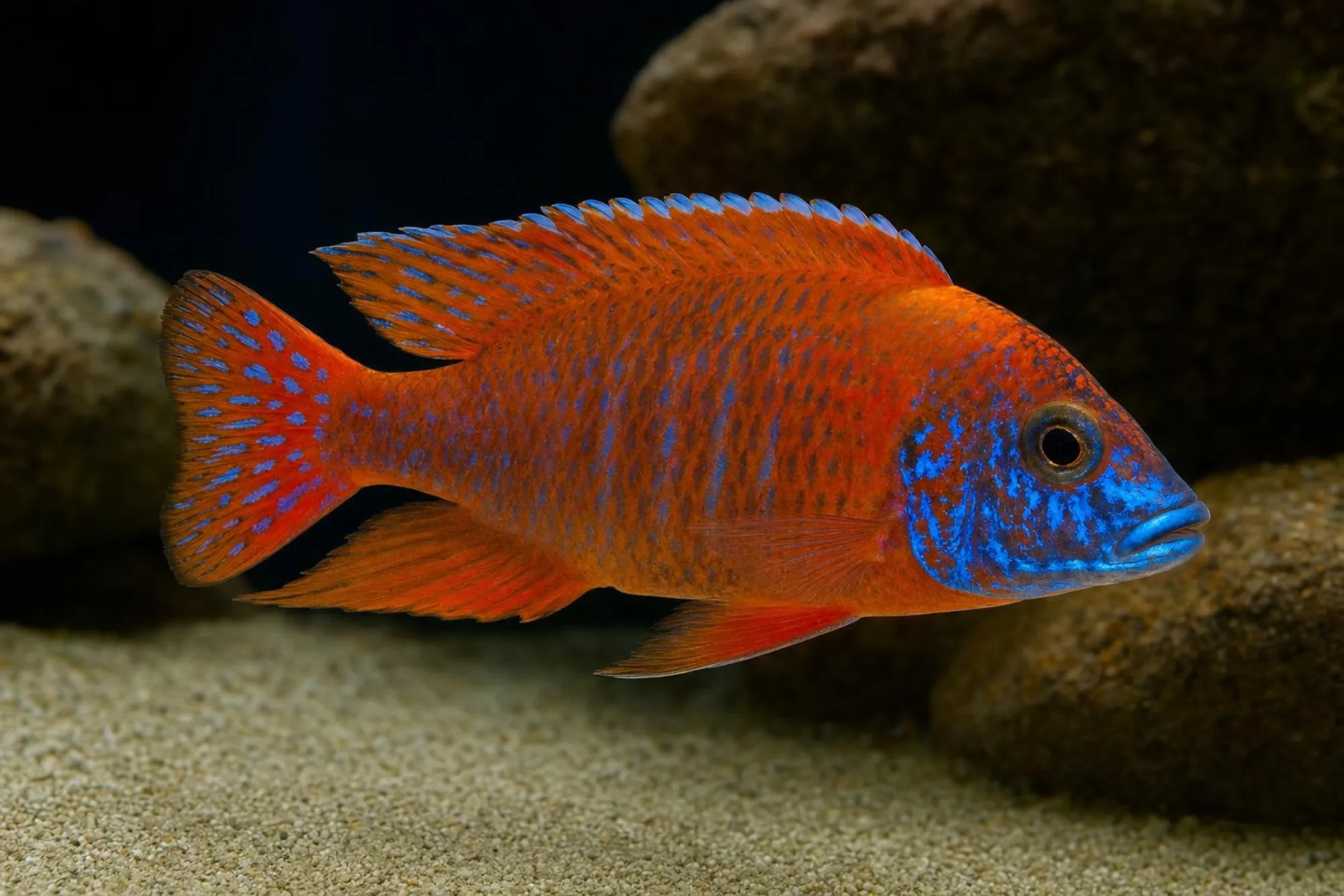 Kaiserbuntbarsch „Maleri Red“, Männchen, Aulonocara stuartgranti