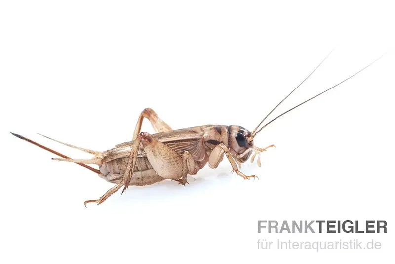Heimchen, micro (2), Futterinsekten ca. 150 Stück