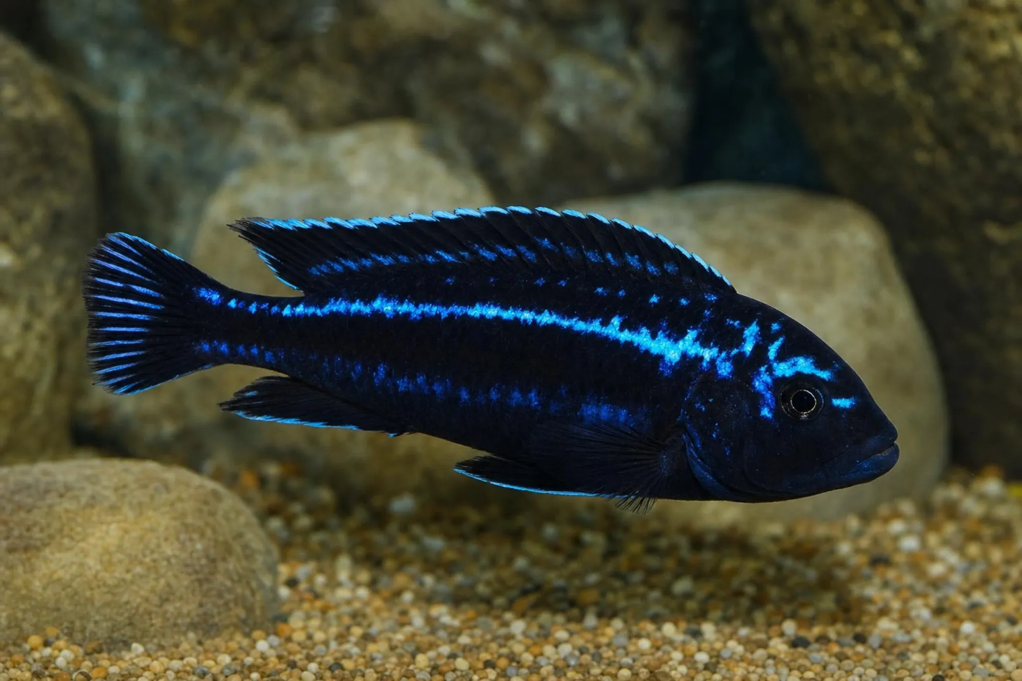 Kobalt-Orange-Buntbarsch „Metangula“, Melanochromis johannii, ca. 3,0-4,0 cm
