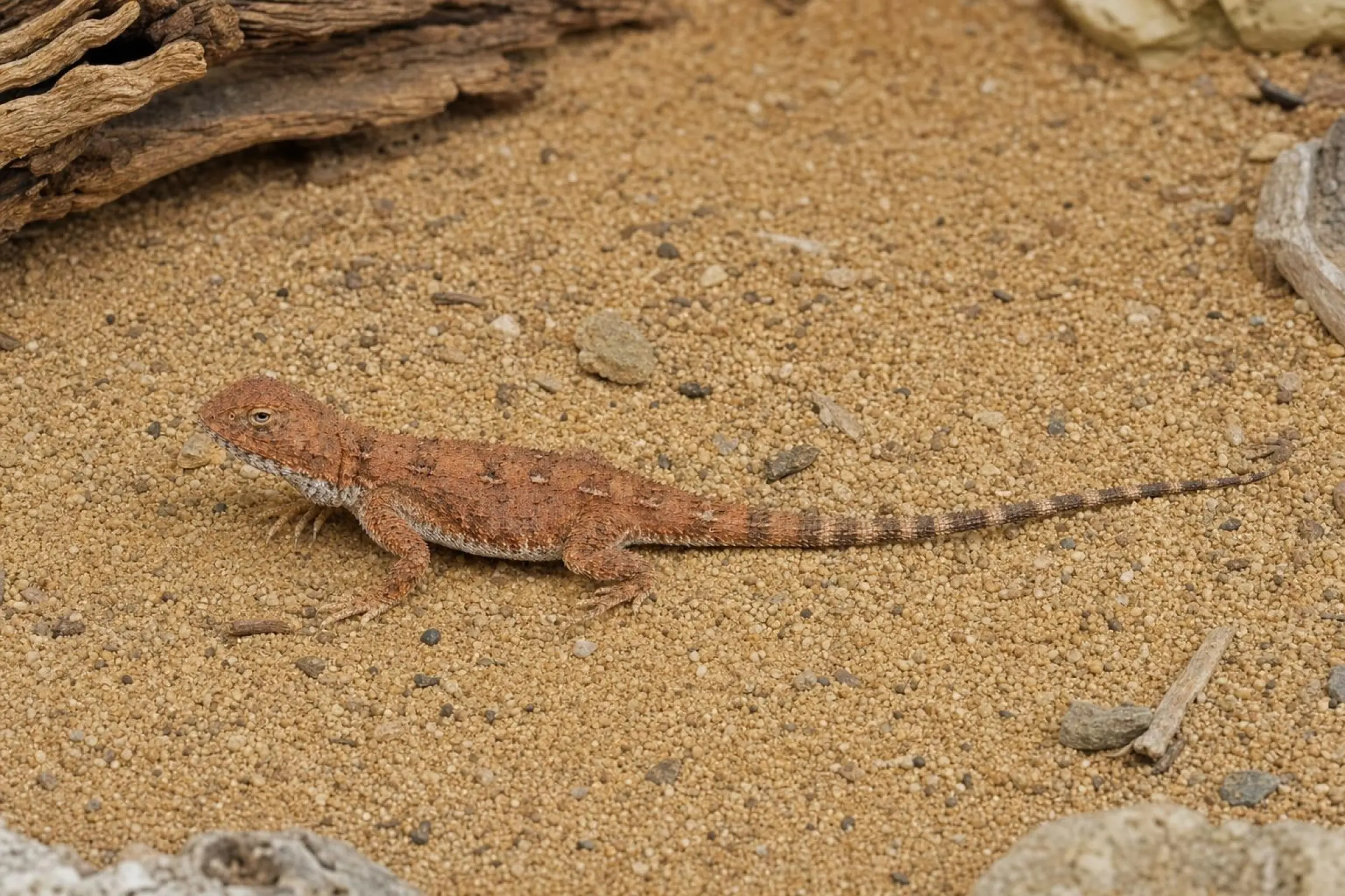 Zentralaustralische Taubagame – deutsche Nachzucht, Männchen, Tympanocryptis centralis