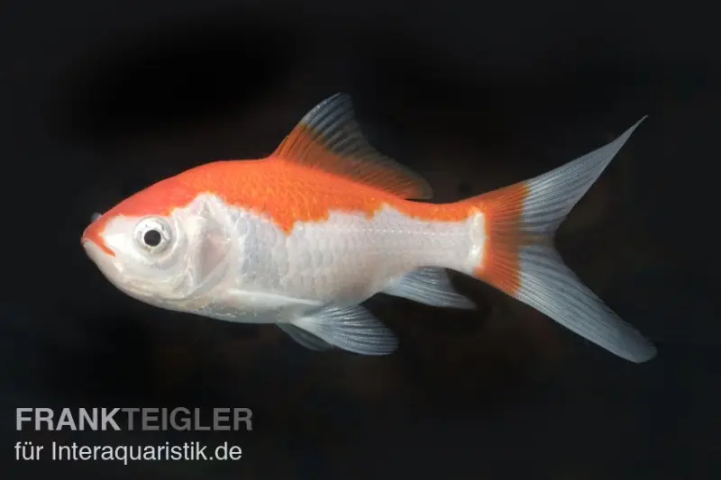 Goldfisch Sarasa rot-weiß, Carassius auratus (Kaltwasser), verschiedene Größen