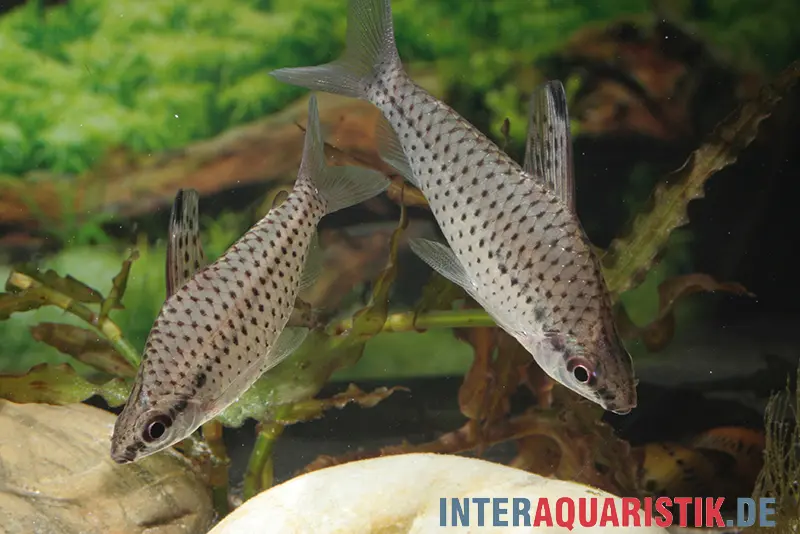 Zierlicher Kopfsteher, Chilodus gracilis, 5-6 cm