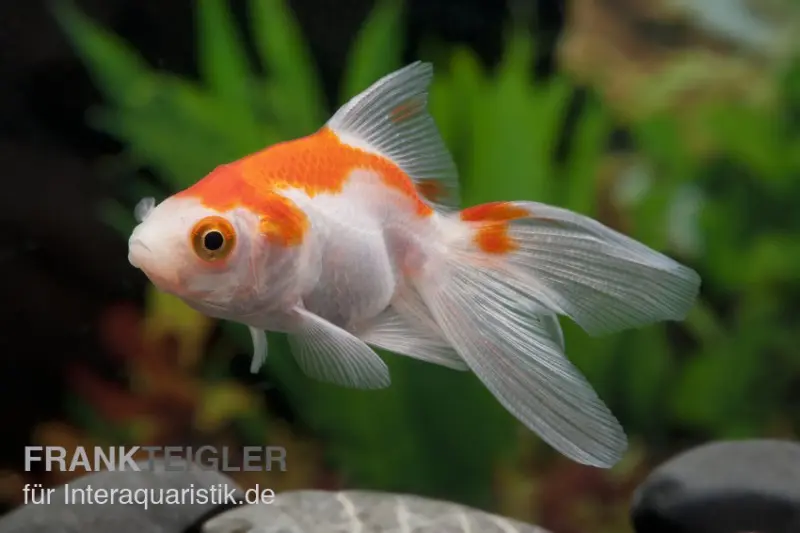 Oranda rot-weiß, Carassius auratus (Kaltwasser), verschiedene Größen