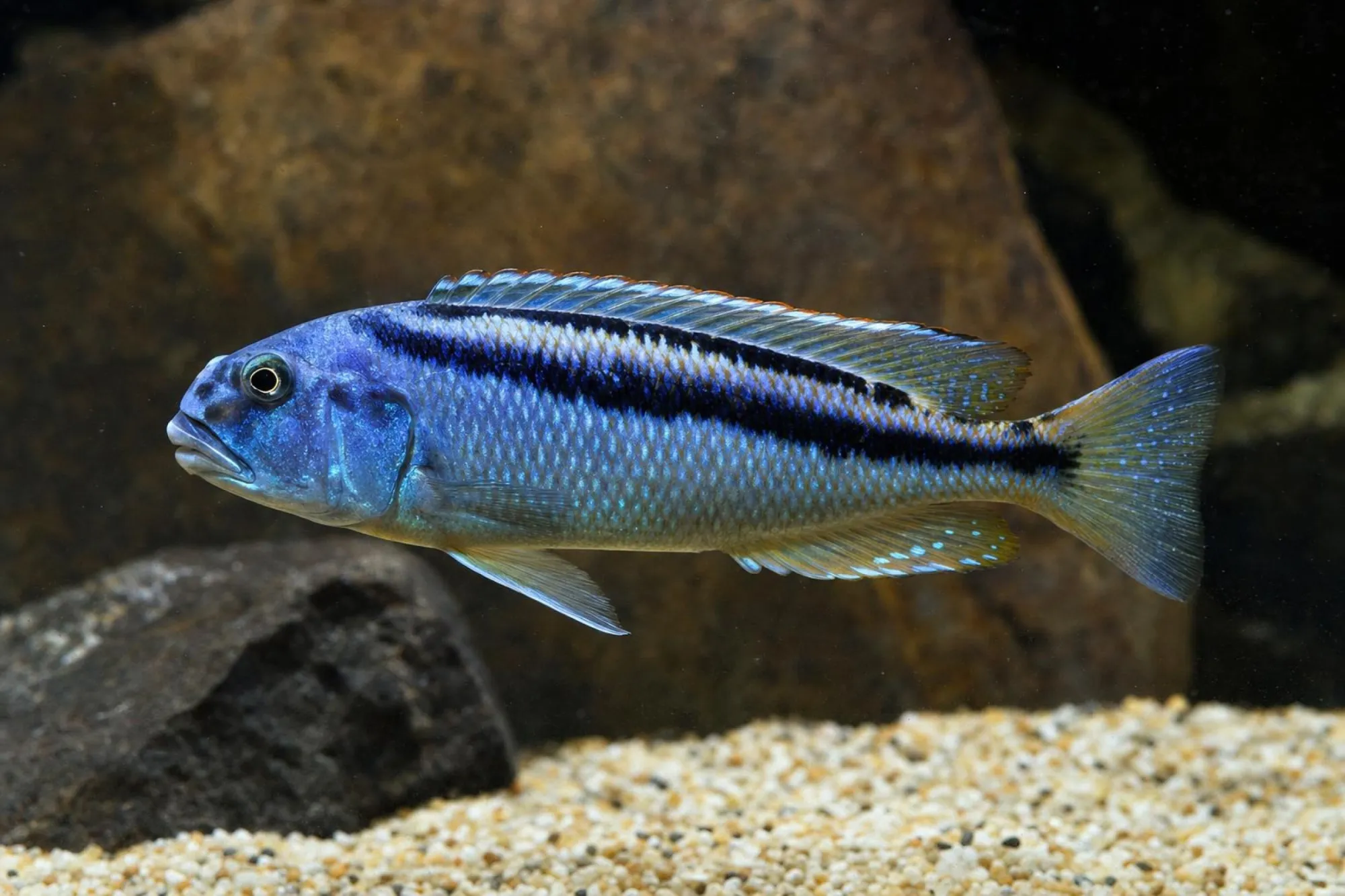 Malawi-Habichtbuntbarsch, Aristochromis christyi, ca. 4,0-5,0 cm