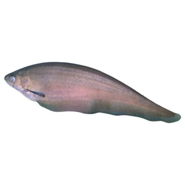 Messerfische