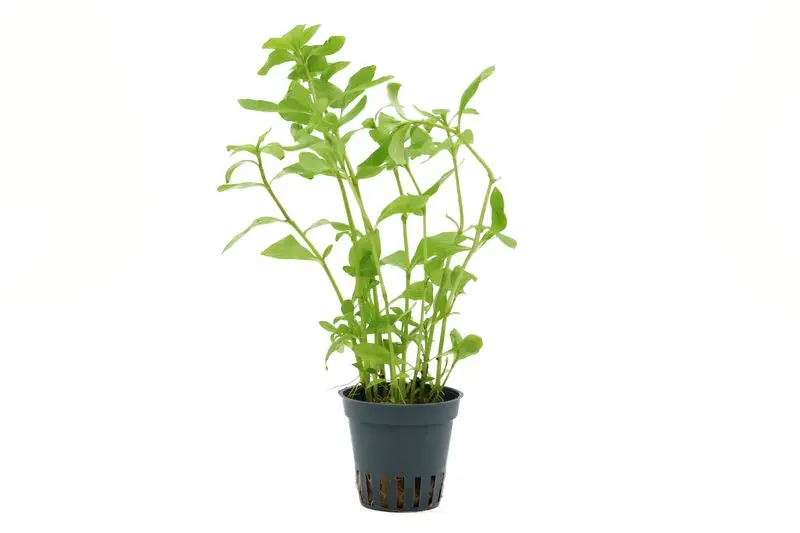 Indischer Wasserfreund, Hygrophila polysperma, im Topf