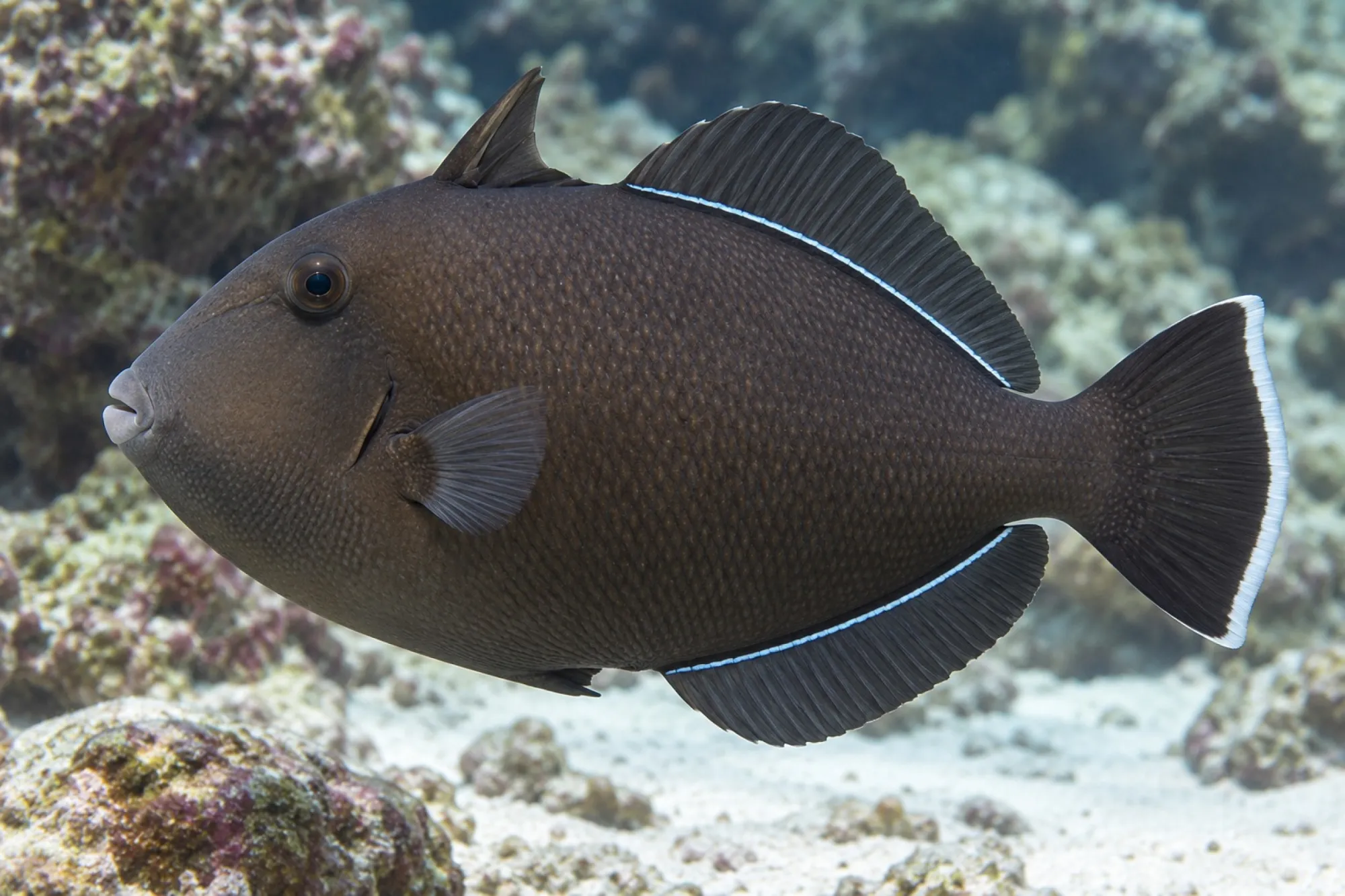 Indischer Drückerfisch, Melichthys indicus